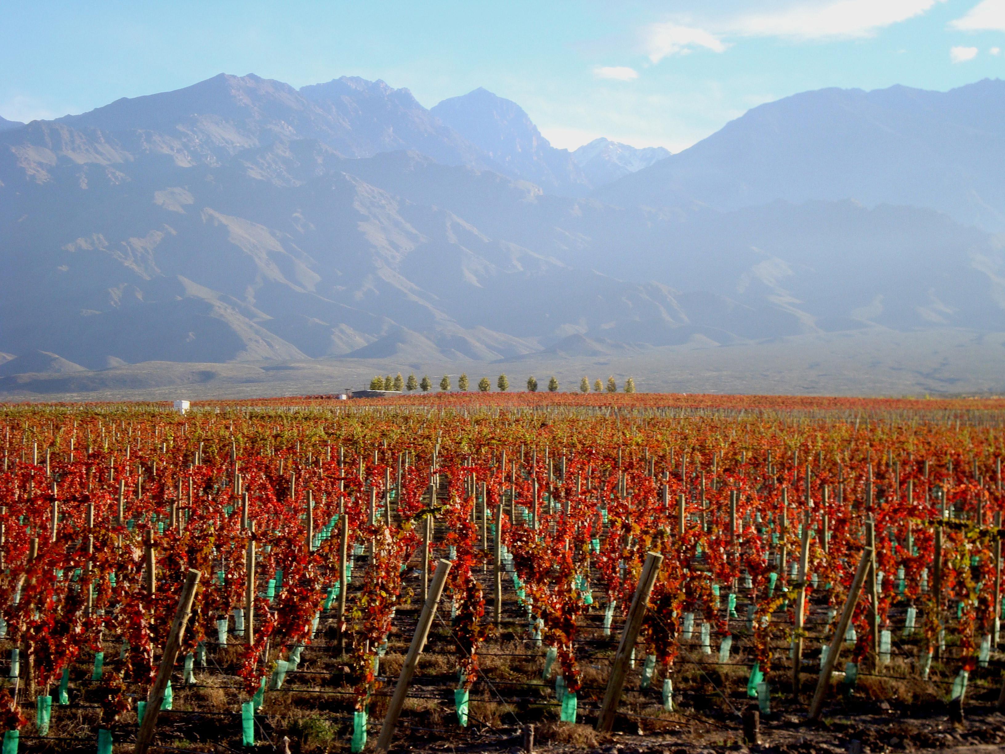 Casa De Uco Vineyards And Wine Resort Los Árboles Екстериор снимка